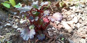 Saxifraga cortusifolia 'Black Ruby'